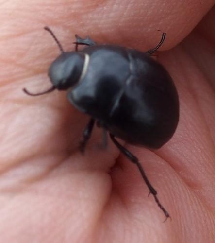 Réf. 182 373 : Erodius sp.